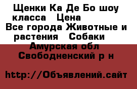 Щенки Ка Де Бо шоу класса › Цена ­ 60 000 - Все города Животные и растения » Собаки   . Амурская обл.,Свободненский р-н